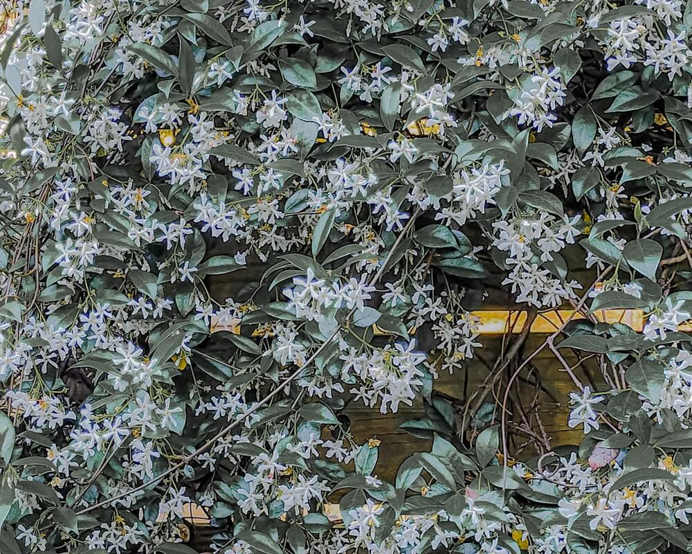Jasmine vine intertwining and thriving on a wooden fence.