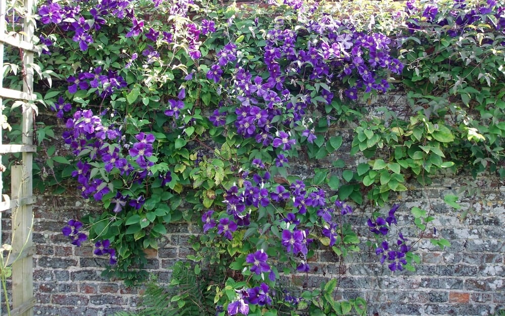 Lovely purple clematis growing across a brick wall in an English garden.
