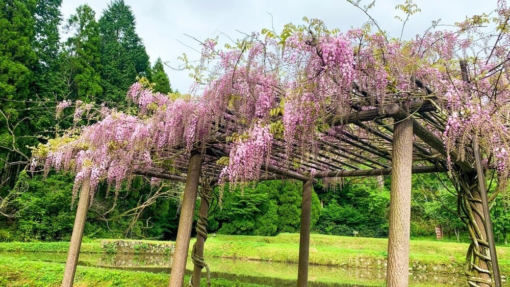 Lovely wisteria vine growing on a sturdy wooden trellis.