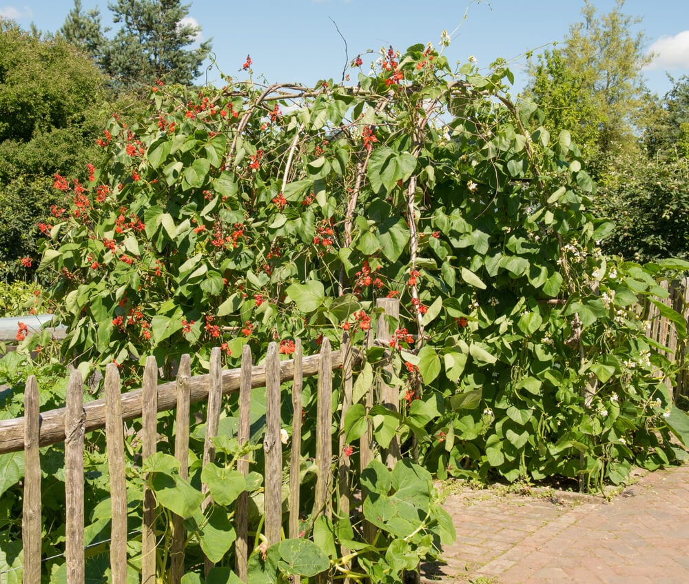 Organic scarlet runner beans growing on a large hazel garden frame.