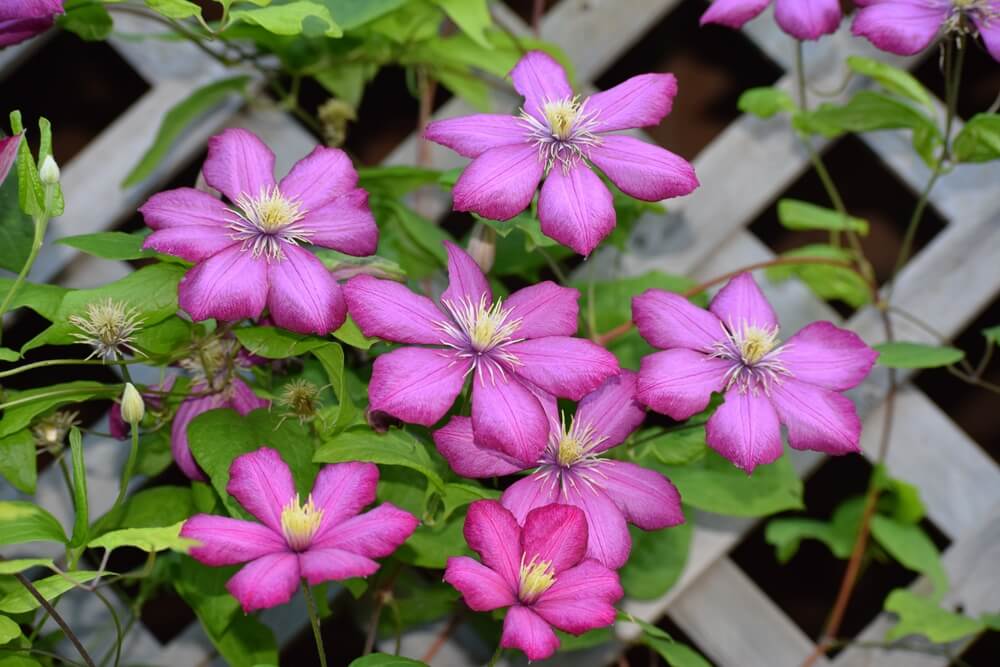 Stunning clematis flowers climbing on a wooden fence.