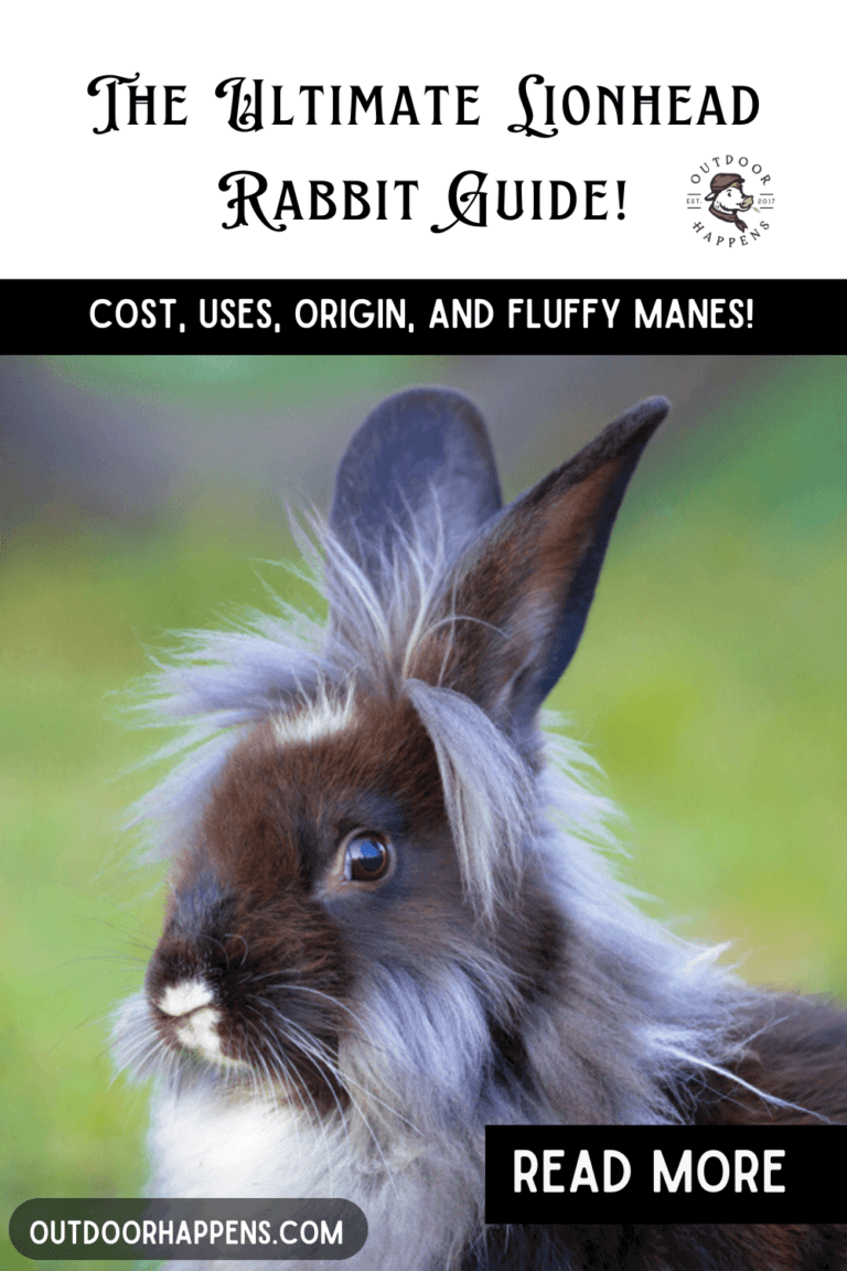 The Ultimate Lionhead Rabbit Guide - Cost, Uses, Origin, And Fluffy ...