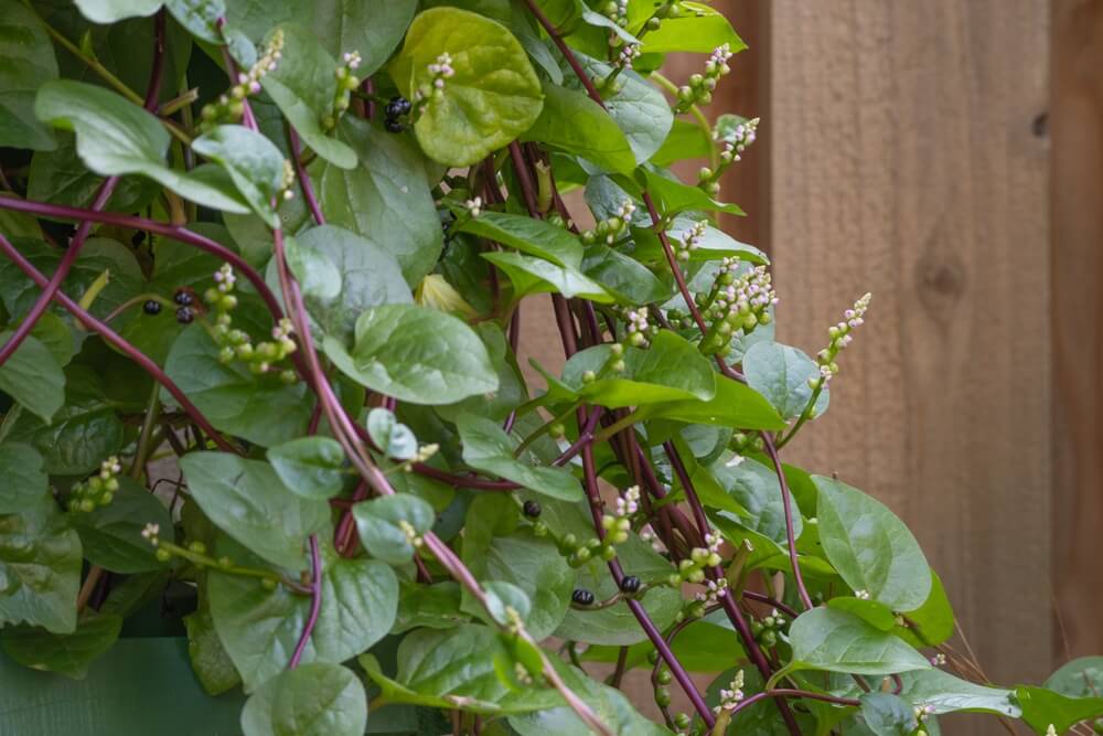 Yummy malabar spinach growing on an epic garden trellis.