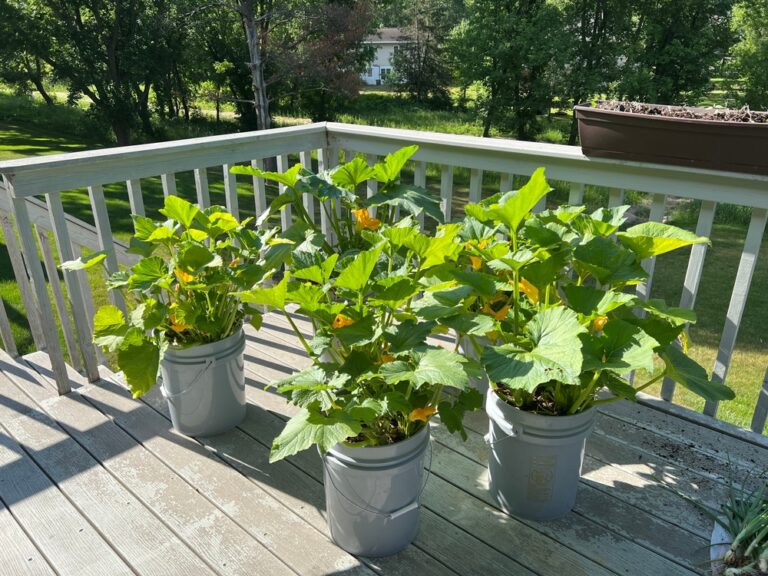 how-to-grow-zucchini-vertically-a-complete-guide-for-a-successful-crop