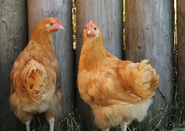 Red Chook The Ultimate Rhode Island Red Chicken Guide! - Cost, Uses, Origin, And ...