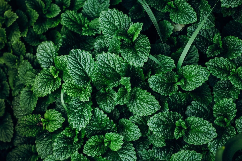A healthy layer of mint plant growing and thriving in the garden.