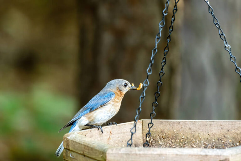 17 Foods To Feed Backyard Birds This Winter - The Ultimate Winter Bird ...