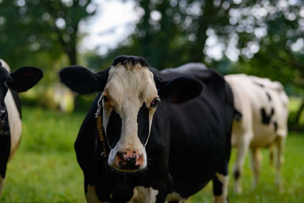 A small Holstein cow herd grazing in the green meadow.