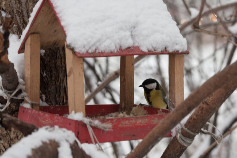 17 Foods To Feed Backyard Birds This Winter - The Ultimate Winter Bird ...