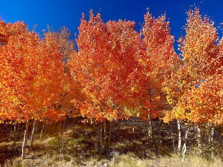 21 Best Trees With Colorful Autumn Leaves And Fall Foliage! Red, Orange ...