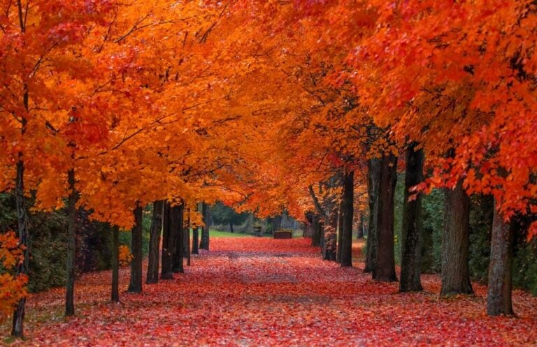 21 Best Trees With Colorful Autumn Leaves And Fall Foliage! Red, Orange ...