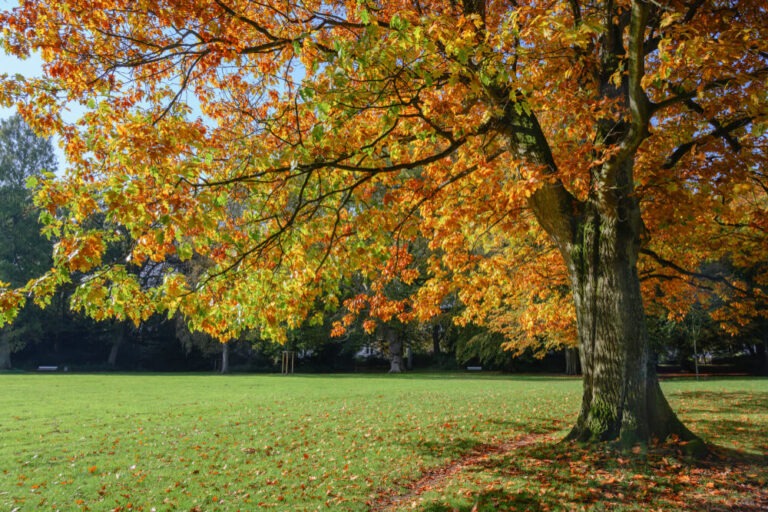 21 Best Trees With Colorful Autumn Leaves And Fall Foliage! Red, Orange ...