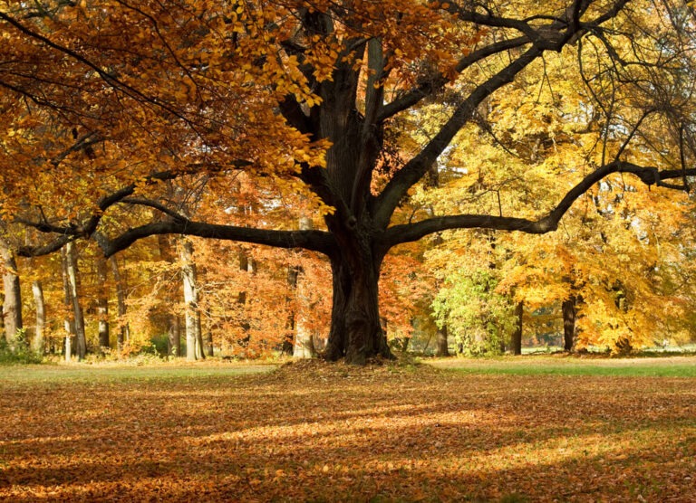 21 Best Trees With Colorful Autumn Leaves And Fall Foliage! Red, Orange ...