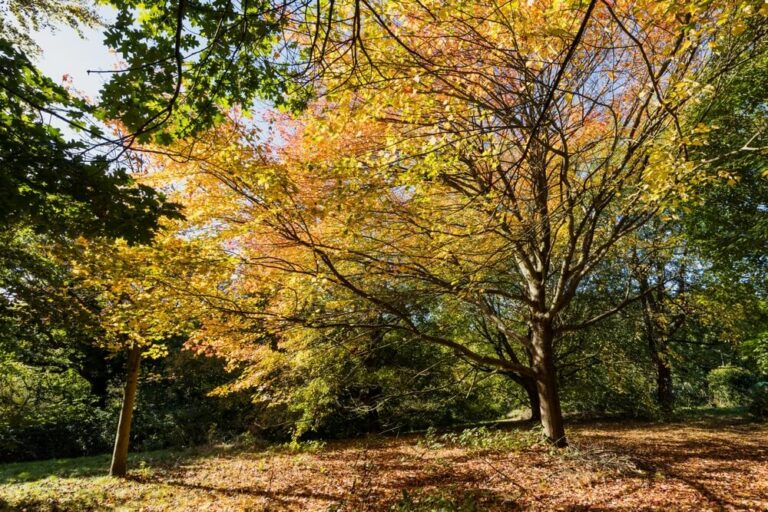 21 Best Trees With Colorful Autumn Leaves And Fall Foliage! Red, Orange ...