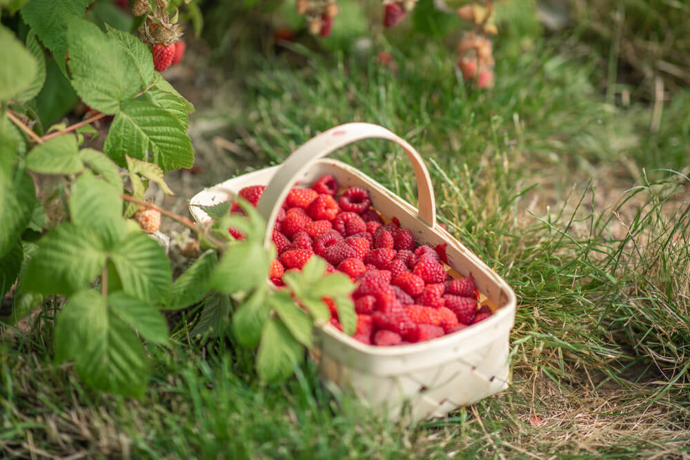 A delicious raspberry crop harvested and sitting in a basket.