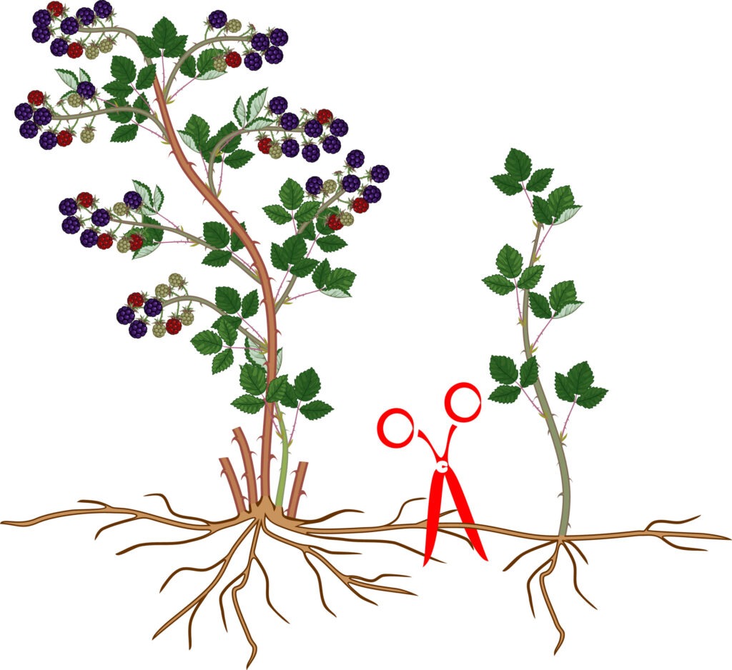 A diagram depicting raspberry or blackberry shrubs with runner roots.
