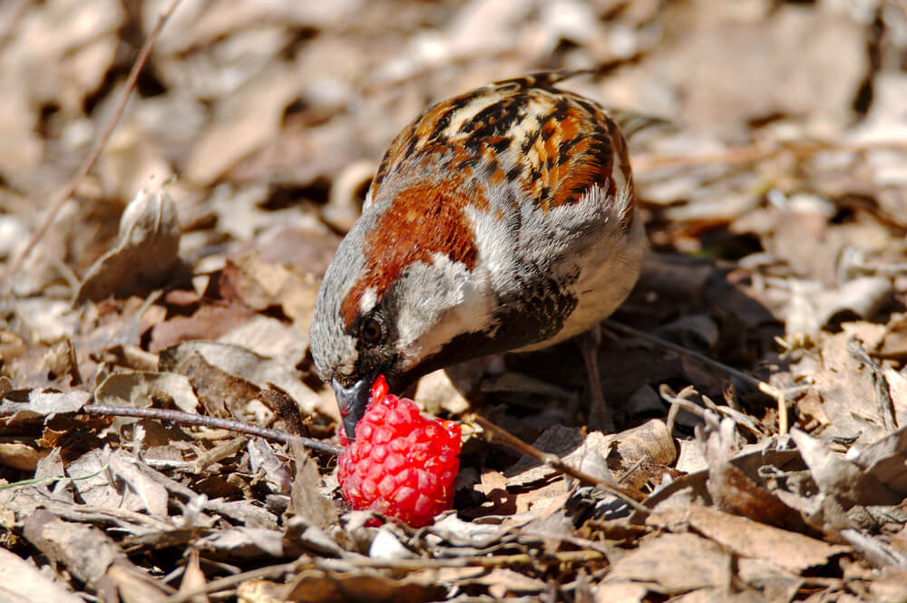 A hungry sparrow snacking on a raspberry from the garden.
