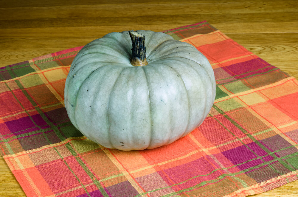 A lovely Jarrahdale pumpkin with bluish green skin.