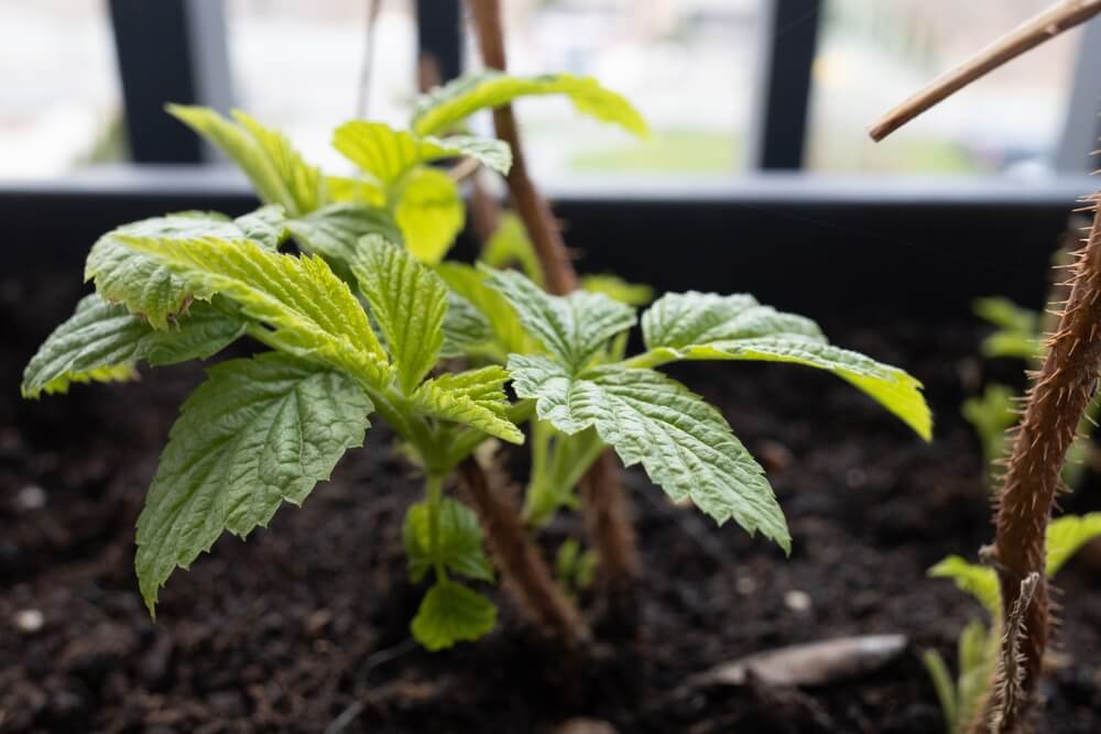 A tiny raspberry shrub growing in a small pot within a greenhouse.