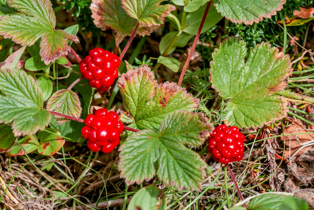 Bright red arctic raspberries growing in a rural garden.