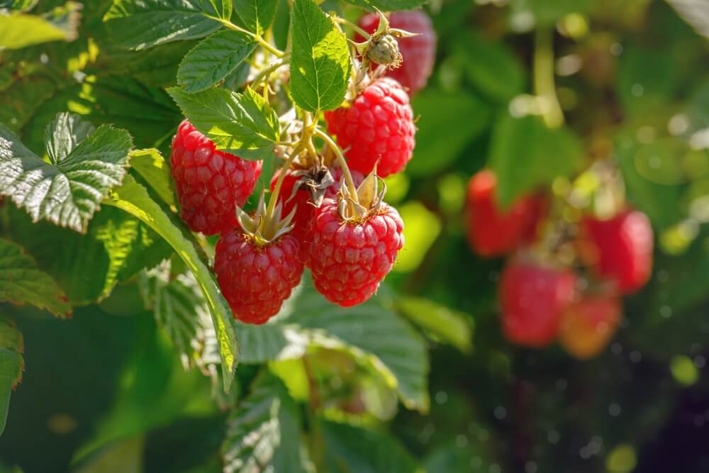 Bright red raspberries growing on the plant.