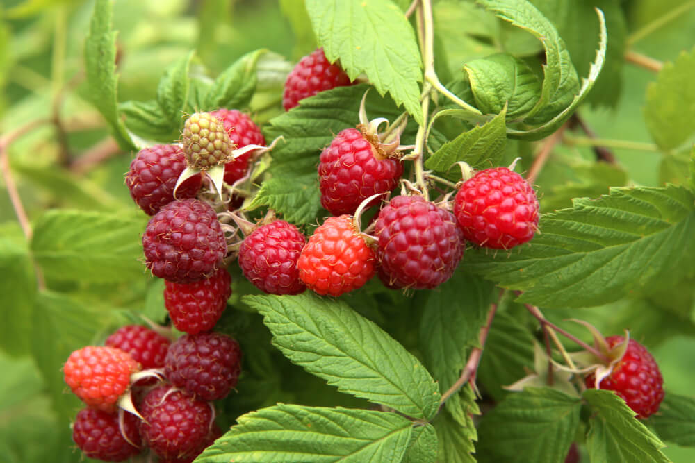 Delicious and ripe raspberries growing in the backyard garden.