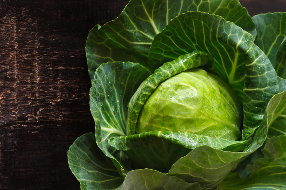 Fresh garden cabbages with water drops atop a wooden table.
