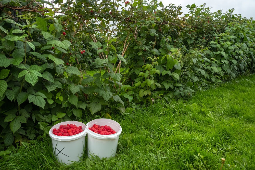 Lovely raspberries harvested in white buckets with many raspberry shrubs in the background.