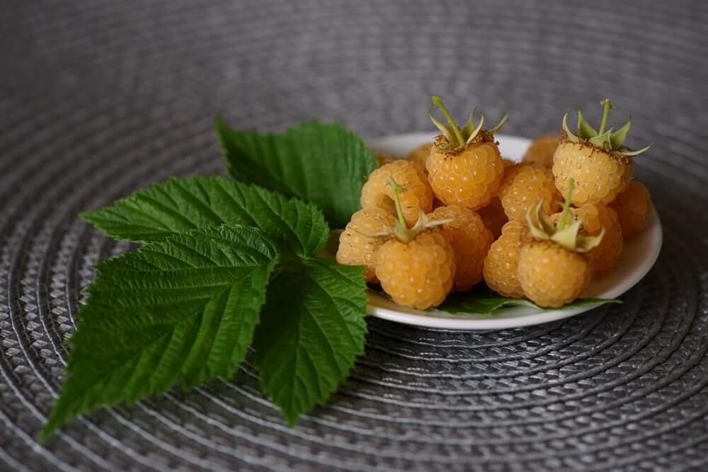 Lovely yellow raspberries harvested and resting on a white plate or bowl.