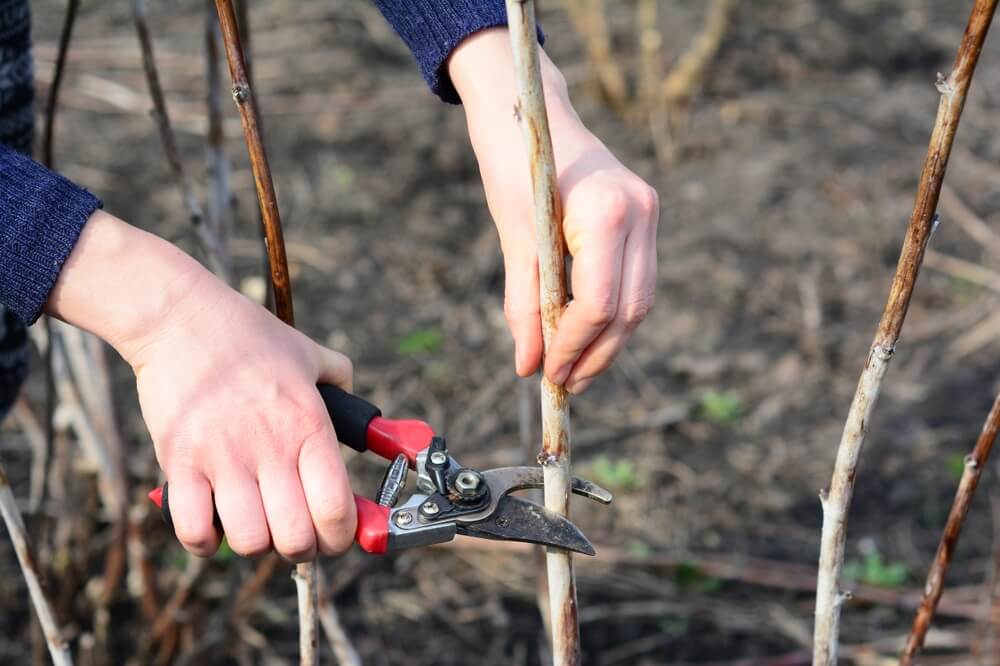 Pruning the raspberry bush in the late fall or early winter.