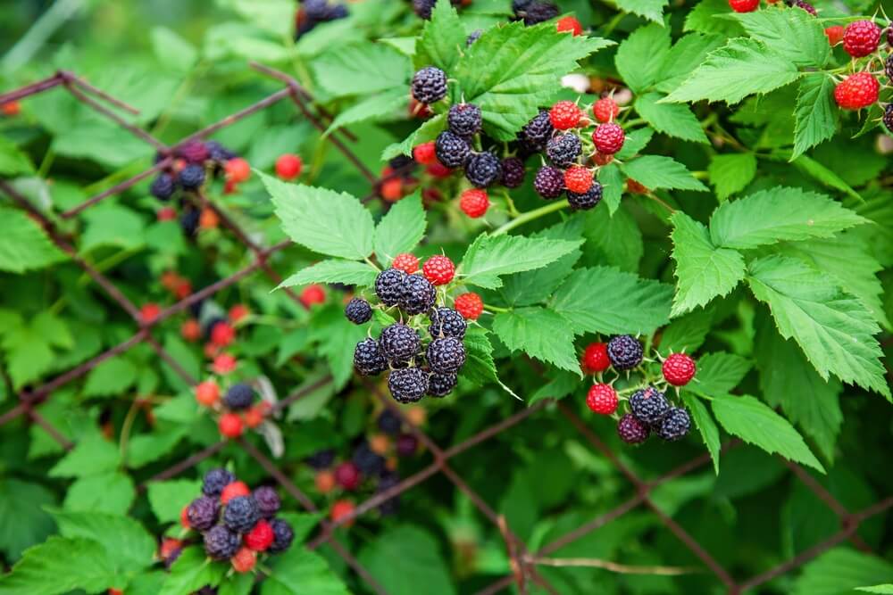 Red and black raspberries growing on a thick and healthy shrub.