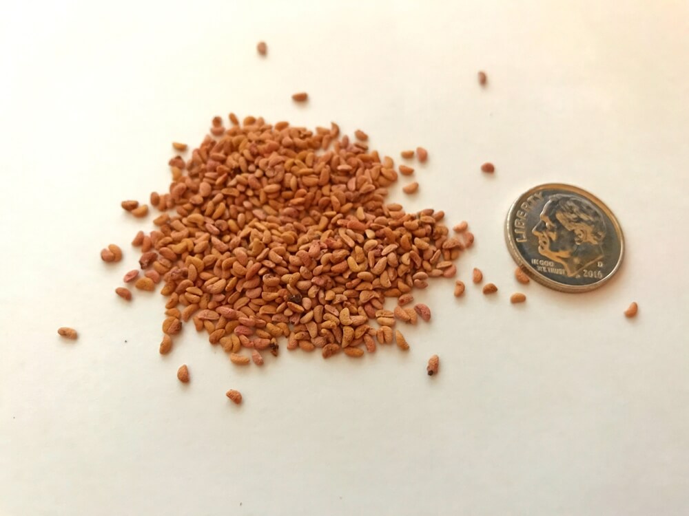 Several tiny raspberry seeds next to a small coin dime.