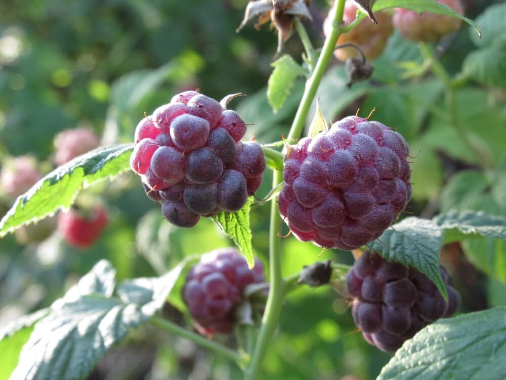 Thick and ripe purple raspberries growing on the vine.