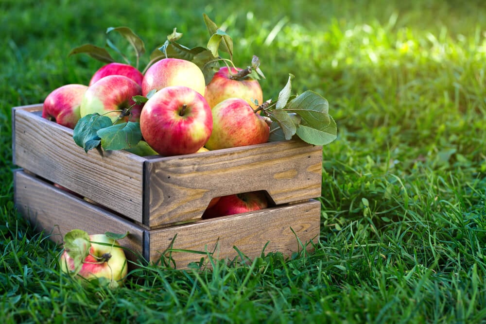 Yummy and fresh apples inside a wooden crate.