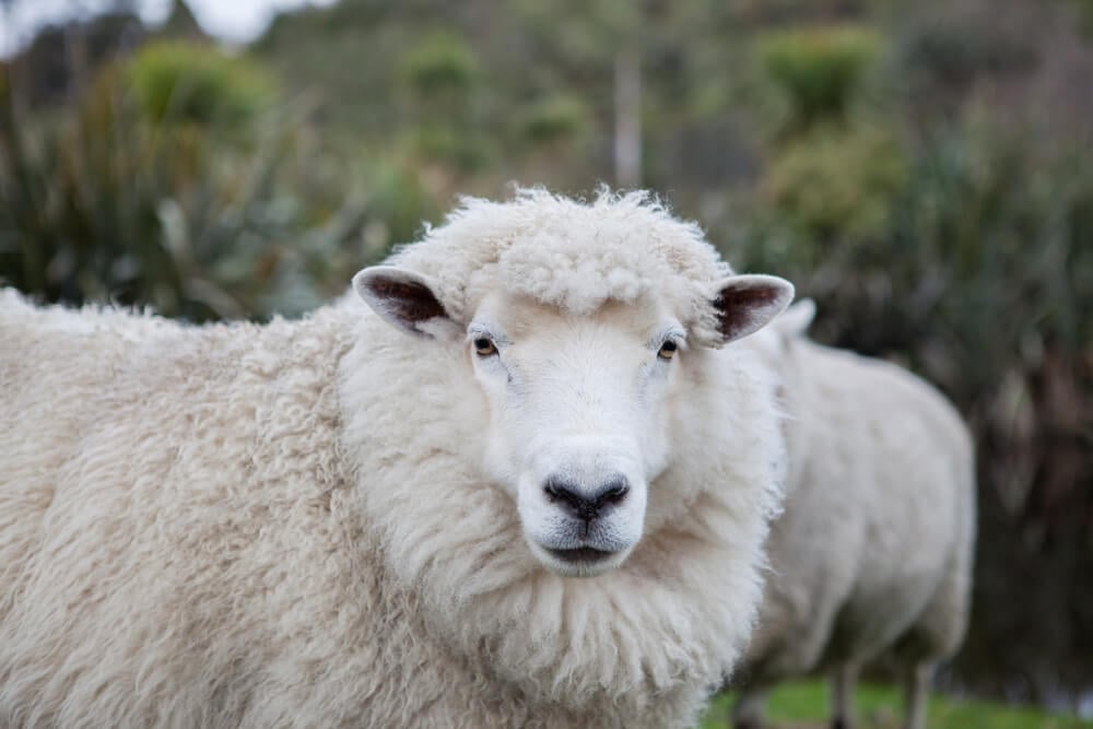 A beautiful merino sheep gazing into the camera.