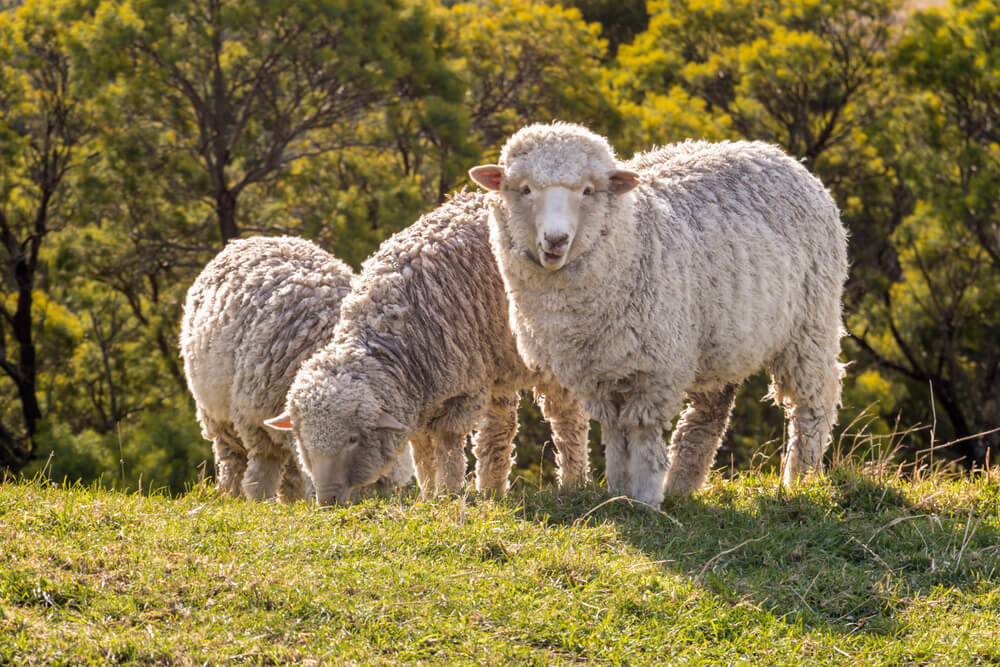 Beautiful merino sheep grazing in a sunny field.