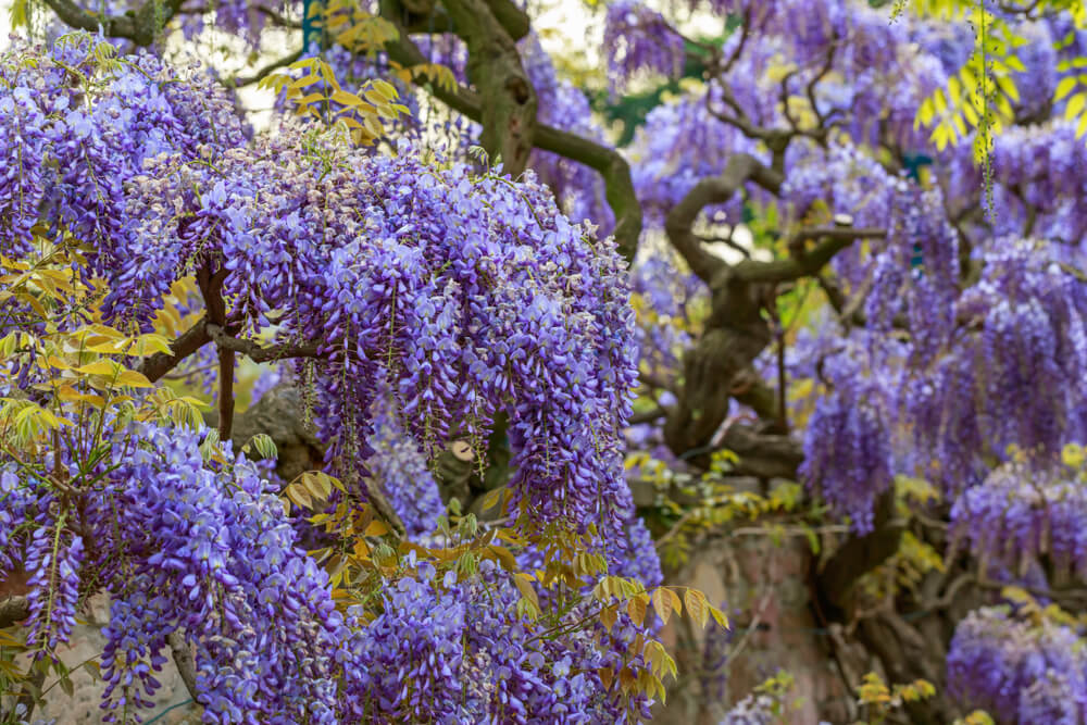 Beautiful purple wisteria blooming under the sunlight.