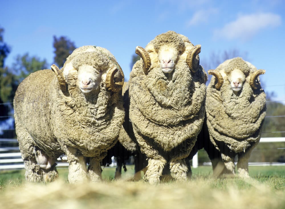 Epic and mighty merino sheep rams in the farmyard.