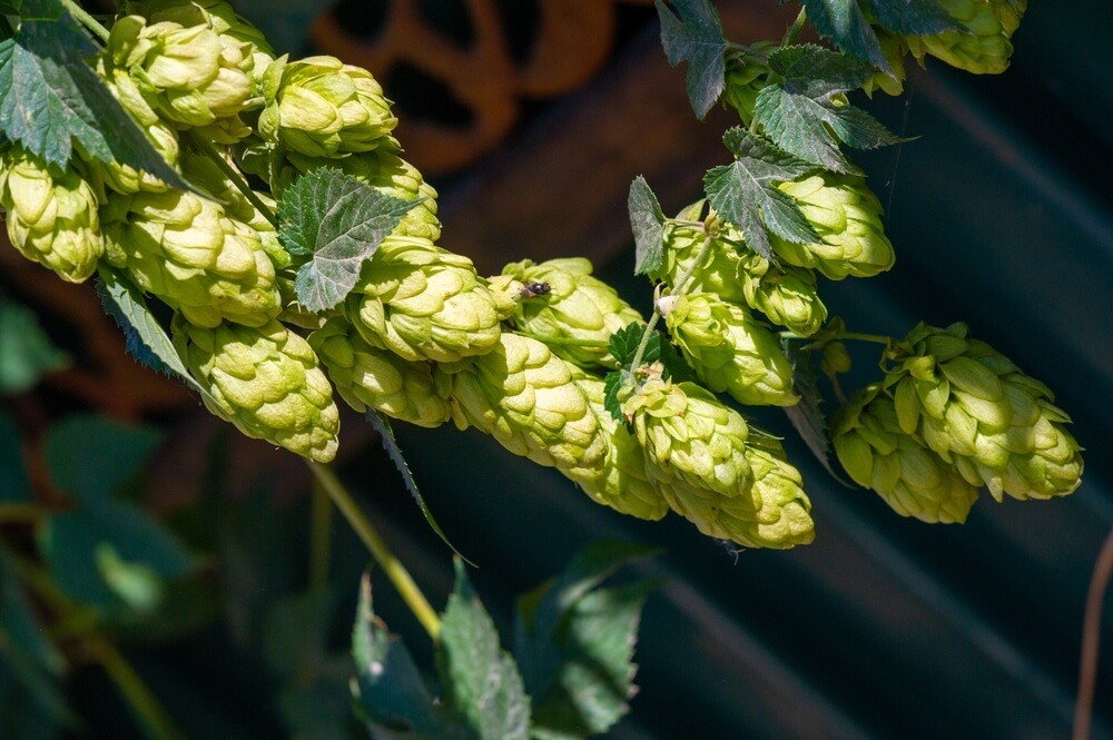 Healthy hops plant growing in the garden.