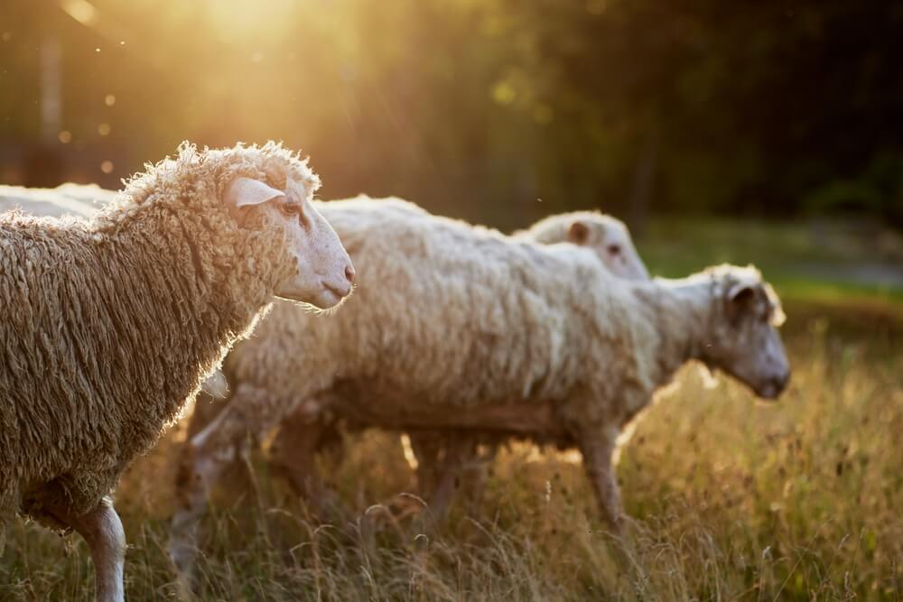 Hungry merino sheep foraging in the farmyard field.