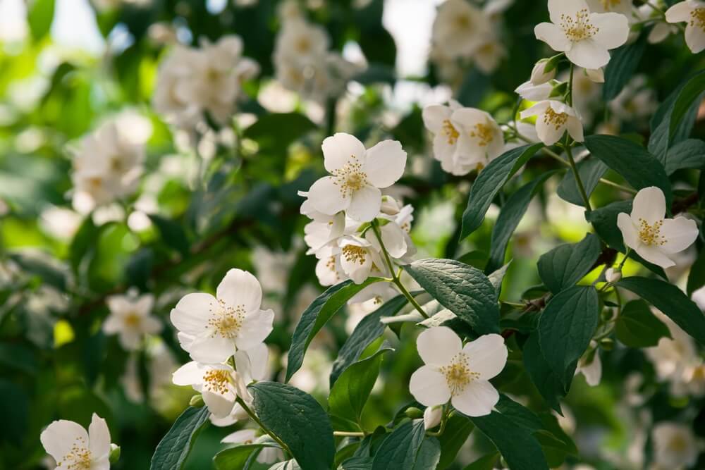 Lovely blooming jasmine shrub growing in the garden.