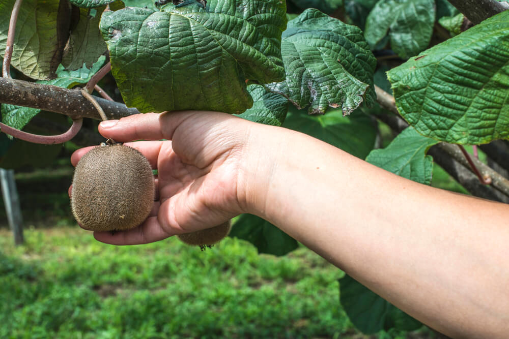 Lovely kiwi fruit growing on the vine.