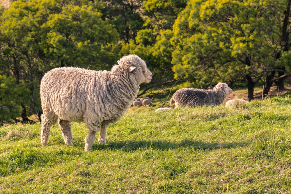 Lovely merino sheep standing in the grassy pasture.