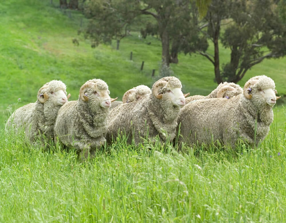 Small merino sheep flock exploring a tall grassy meadow.