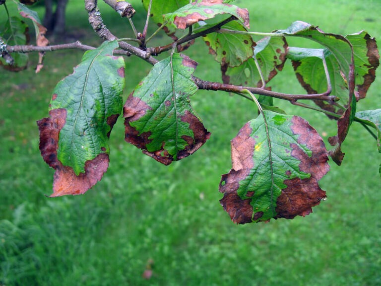 The Ultimate Guide To Growing Apple Trees In Your Backyard (From Seed ...