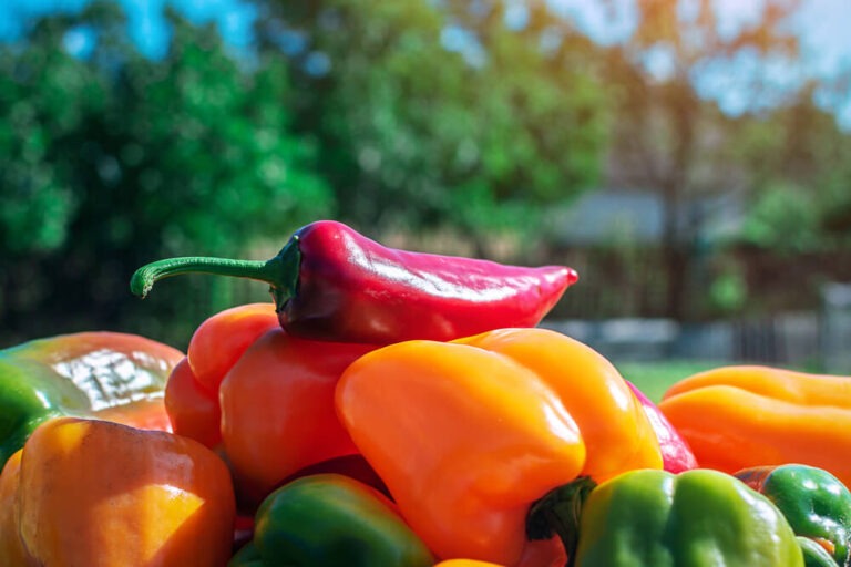 The Ultimate Guide To Growing Epic Peppers From Seed To Delicious ...