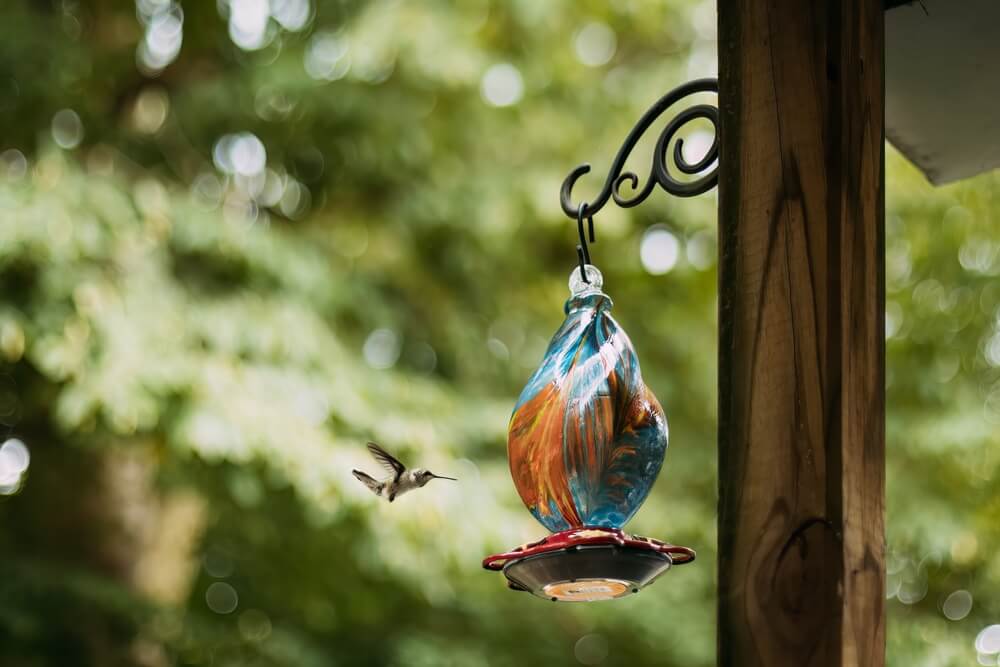 A hungry hummingbird visiting a nectar feeder hanging on the porch.