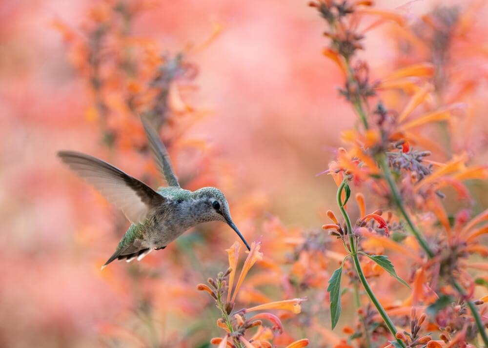 A lovely hummingbird visiting a mint plant.