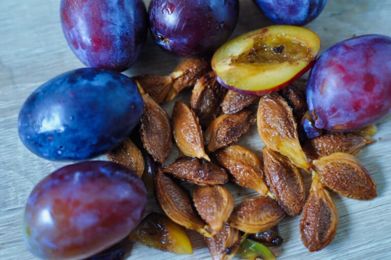 How To Plant And Grow Perfect Plum Trees In Your Backyard Garden - The ...