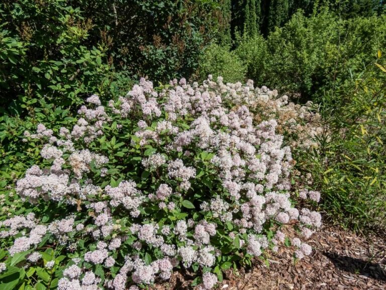 10 Reasons You Should Grow Native Shrubs And Plants In Your Backyard ...